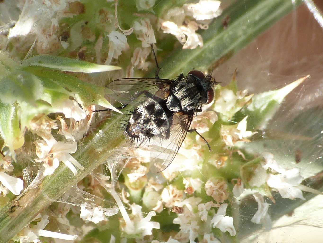 Moschina bianconera